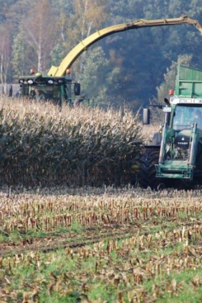 Ernteertrag durch Hitze gehemmt