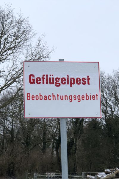 Schutzzonen in Wilhelmshaven nach Geflügelgrippeausbruch eingerichtet