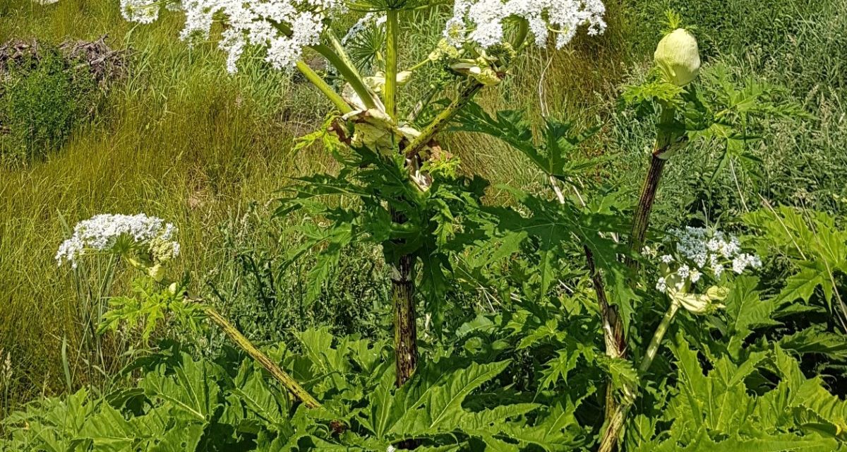 Zu sehen ist eine weiß blühende Pflanze.