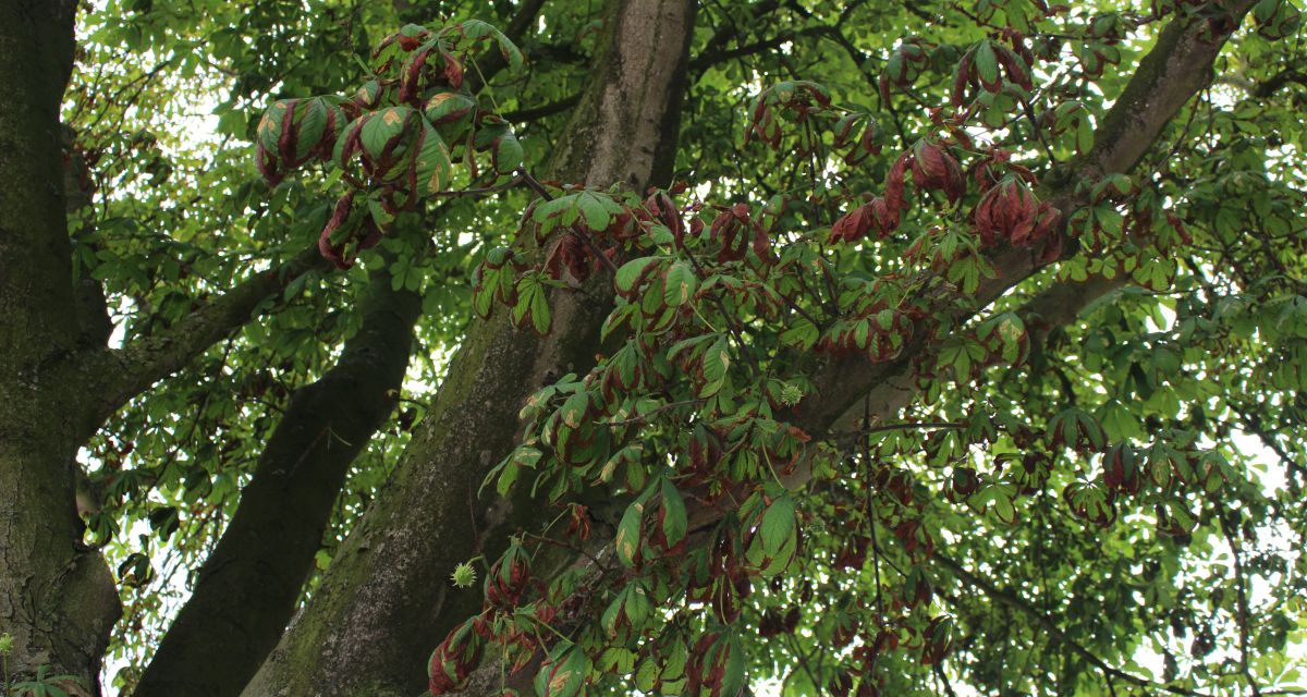 Ein Flohmarkt gegen die Miniermotte