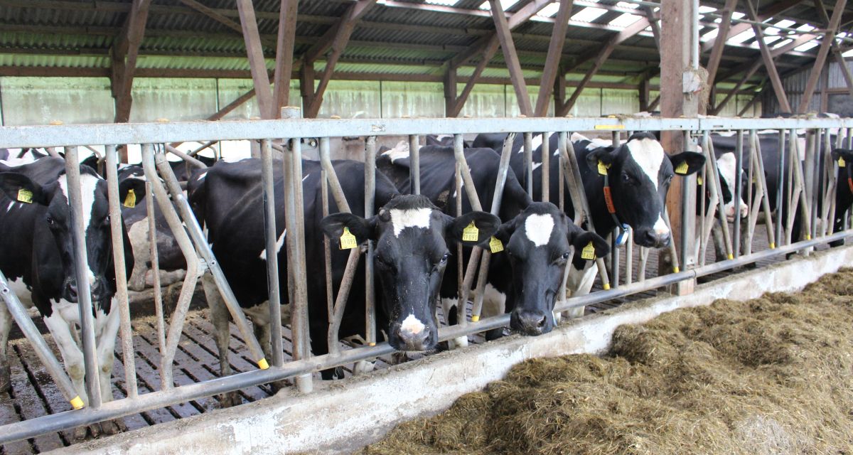 Kühe stehen im Stall