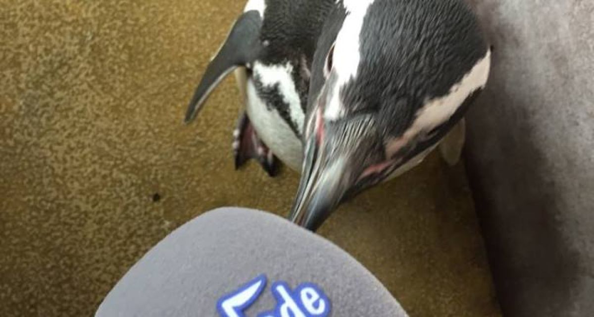 Neuer Pinguin im Aquarium