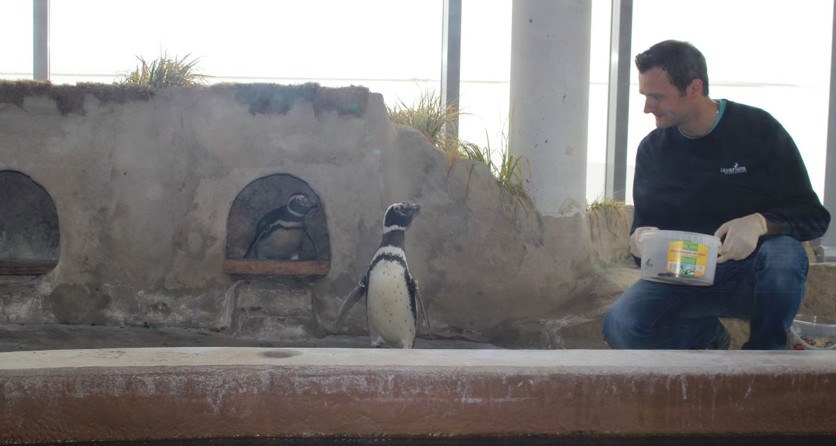 Die Pinguin-Taufe im Aquarium