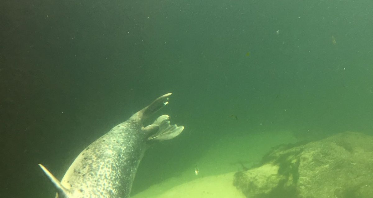 Man sieht einen Seehund beim Tauchen