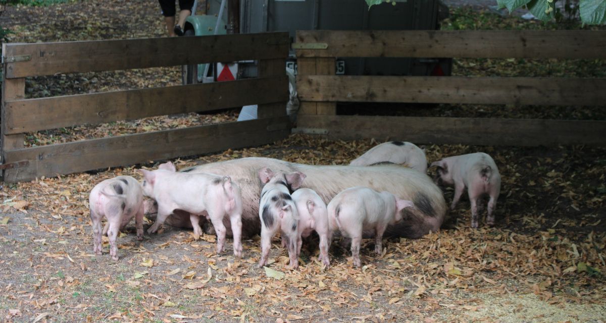 Zu sehen sind Ferkel und eine Sau, der Stall gehört zum RUZ Schortens.