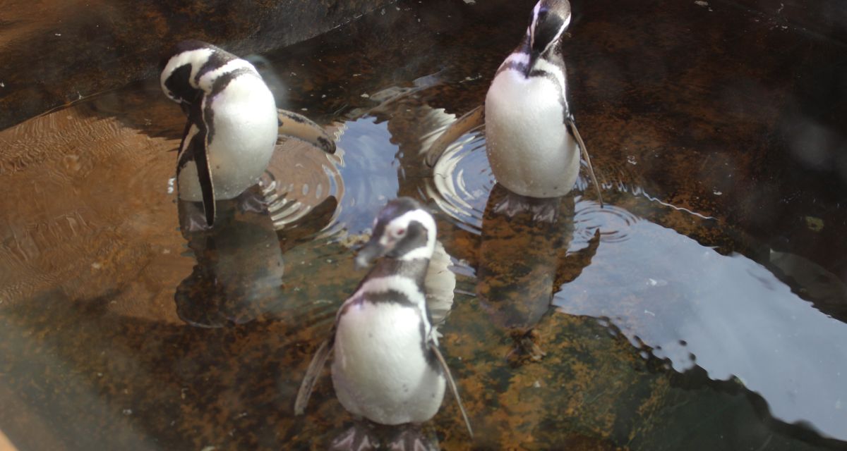 Auf dem Foto ist eine Frau mit Kopftuch (Nahed Juhad) zu sehen