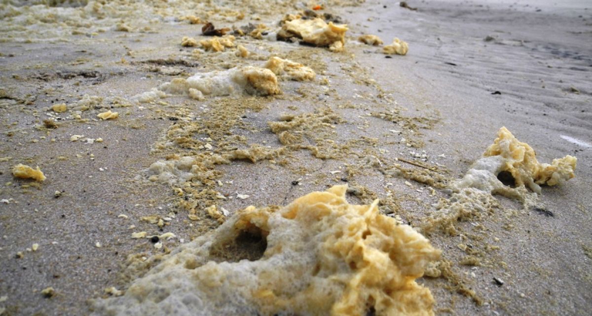 braune Klumpen am Strand angespülter Fettreste Verschmutzung Strand