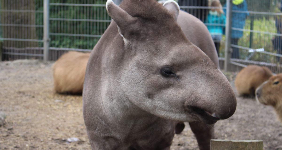 Yellowstone Water Company eröffnet