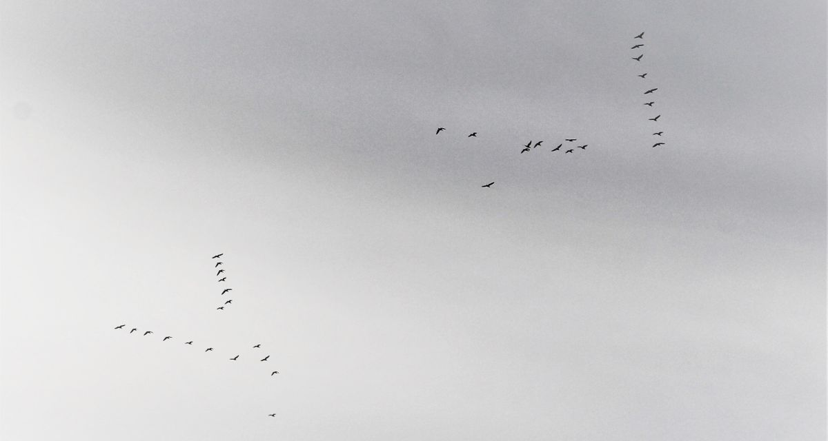 Auf dem Foto sieht man Zugvögel am Himmel. 