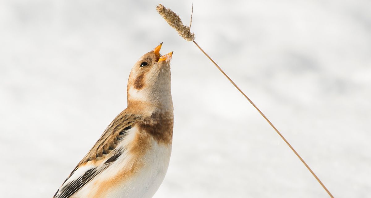 Wetterfrösche: Weiße Weihnachten im Tiefland nur auf Postkarten