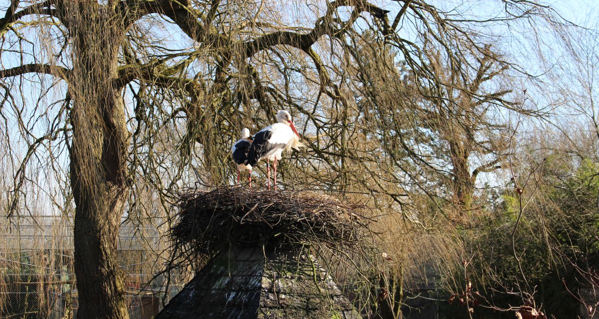 Störche im Jaderpark
