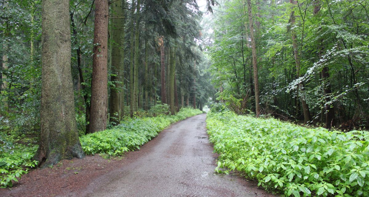 Waldzustandsbericht für dieses Jahr zeigt, dass die Wälder in einem schlechten Zustand sind