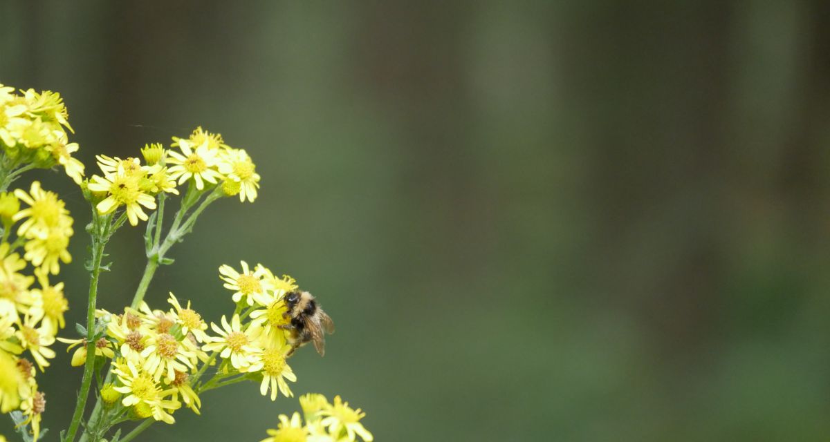 Hummel auf Raps Insektensommer