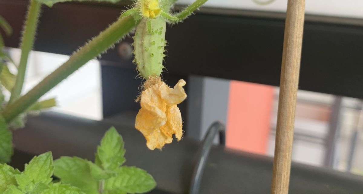 Eine junge Gurken-Pflanze auf einem Balkon. An dem Gemüse hängt eine gelbe Blüte.