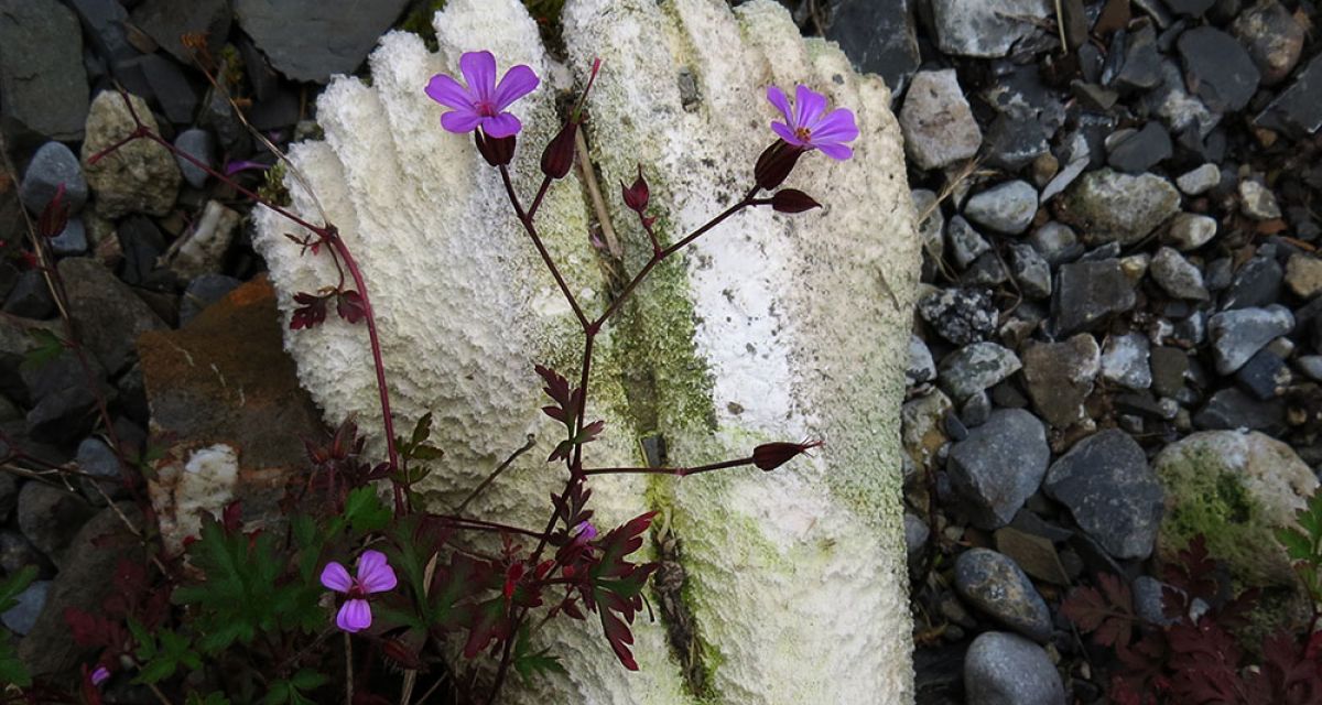 Weihnachtszirkus in Wilhelmshaven