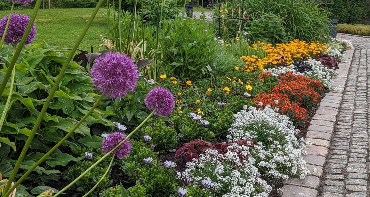Zierlauch und andere Blumen blühen im Botanischen Garten in Wilhelmshaven. 