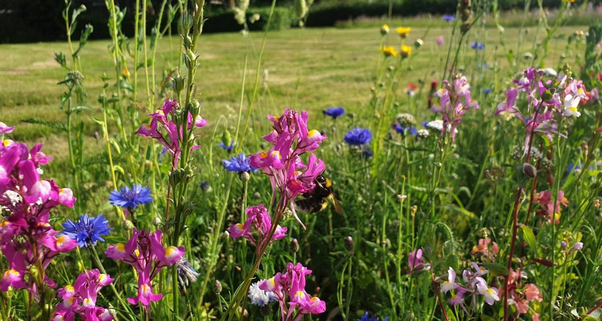 Eine blühende Wiese