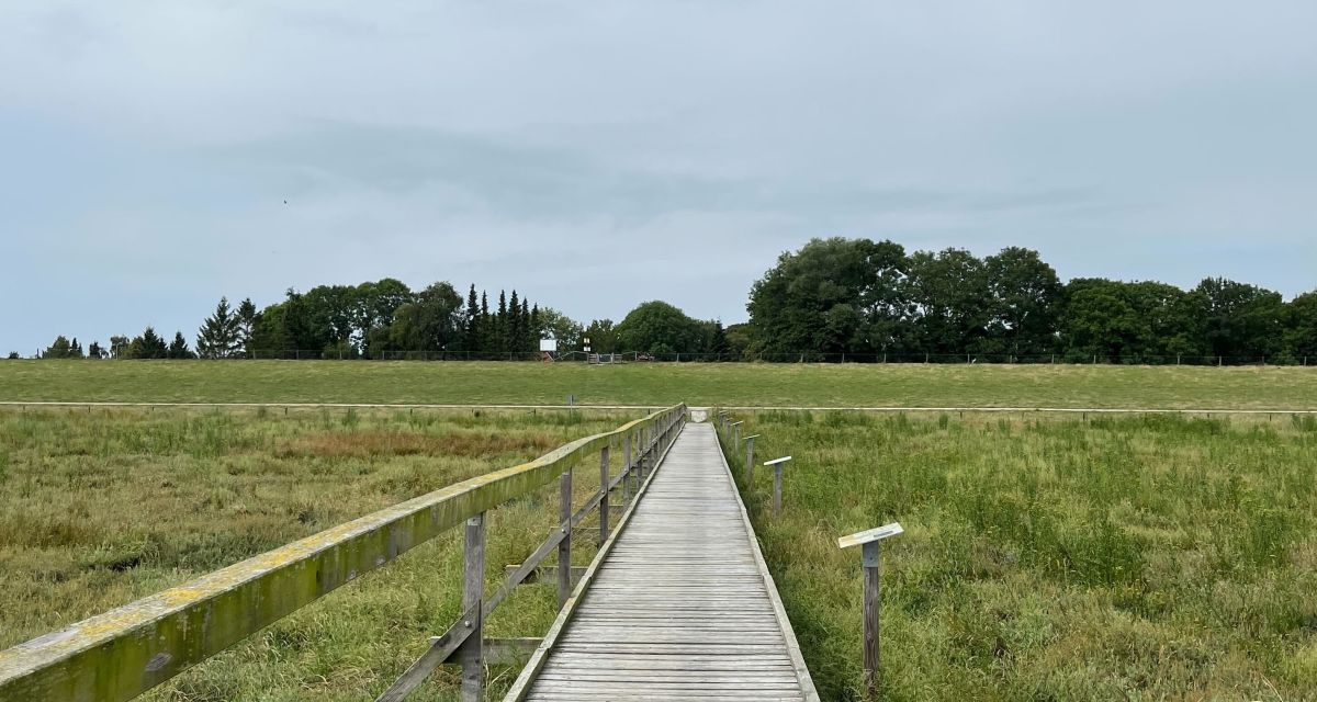 Der Salzwiesenpfand in Cäciliengroden mit Blick auf den Deich