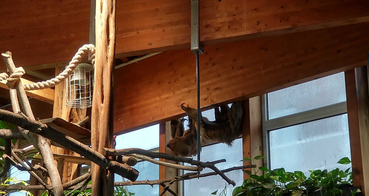 Zwei Faultiere hängen an der Decke der Tropenhalle des Aquariums Wilhelmshaven