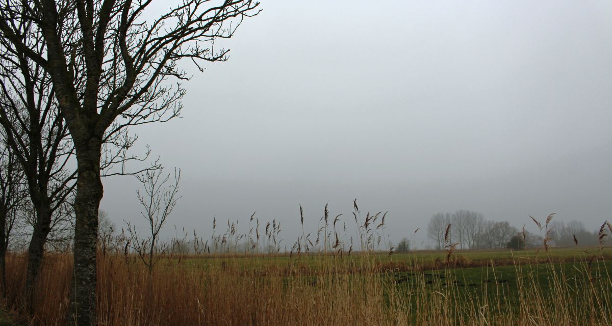 Landschaft und Gräser