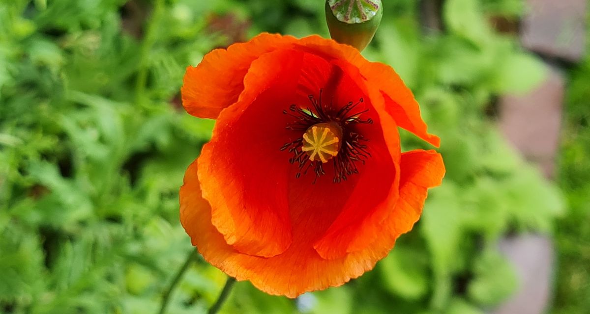 Pflanze der Woche: Rotklee