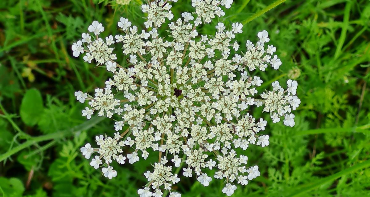 Pflanze der Woche: Wilde Möhre