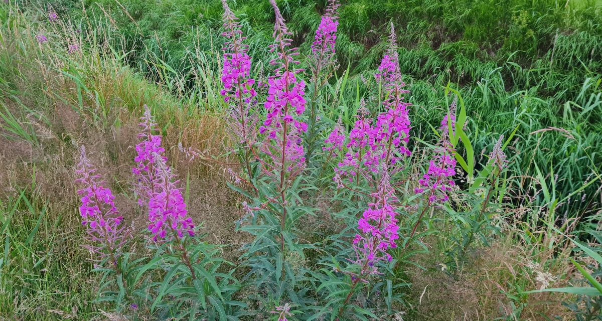 Pflanze der Woche: Schmalblättrige Weidenröschen