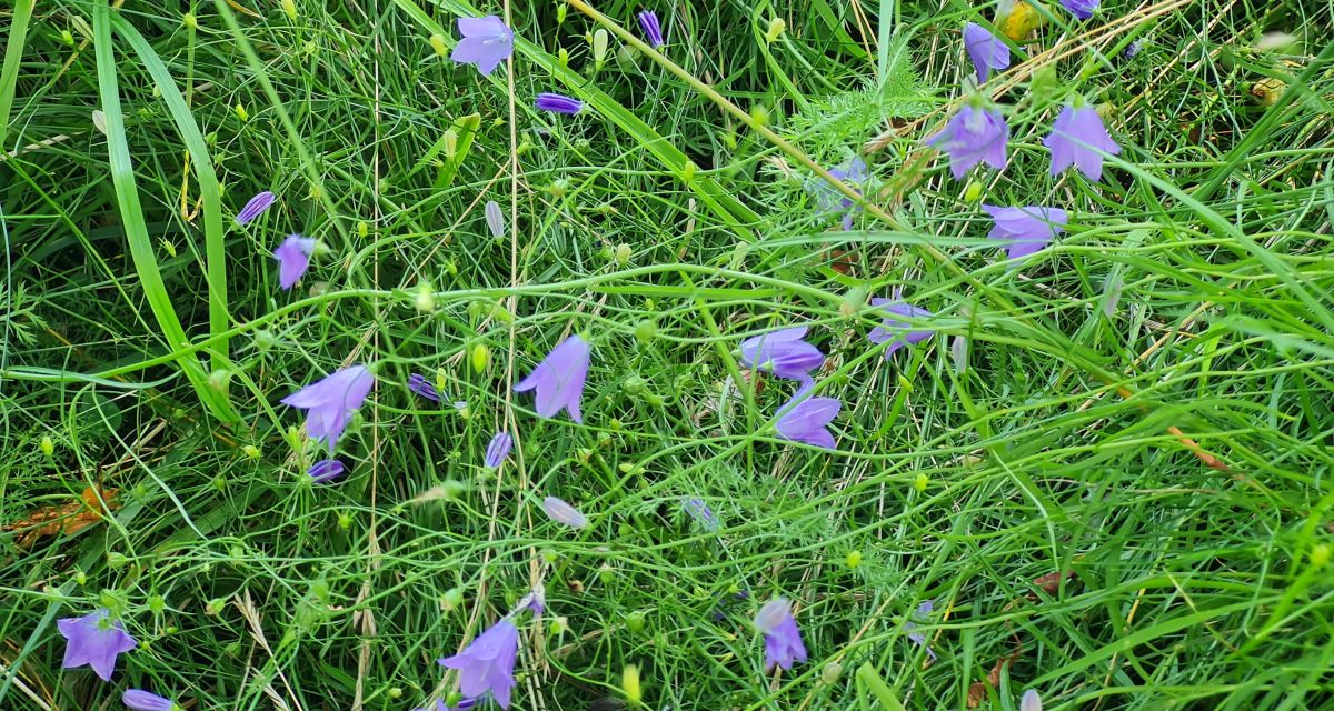 Pflanze der Woche: Rundblättrige Glockenblume