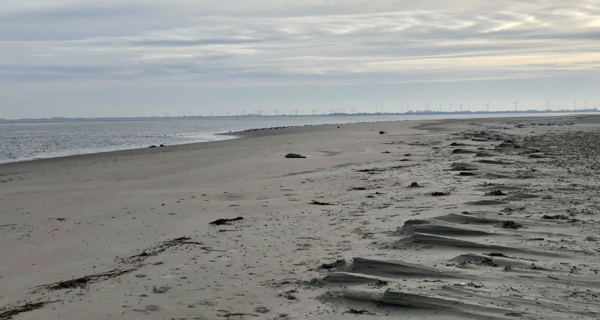 Eine Robbe liegt am Strand von Baltrum.