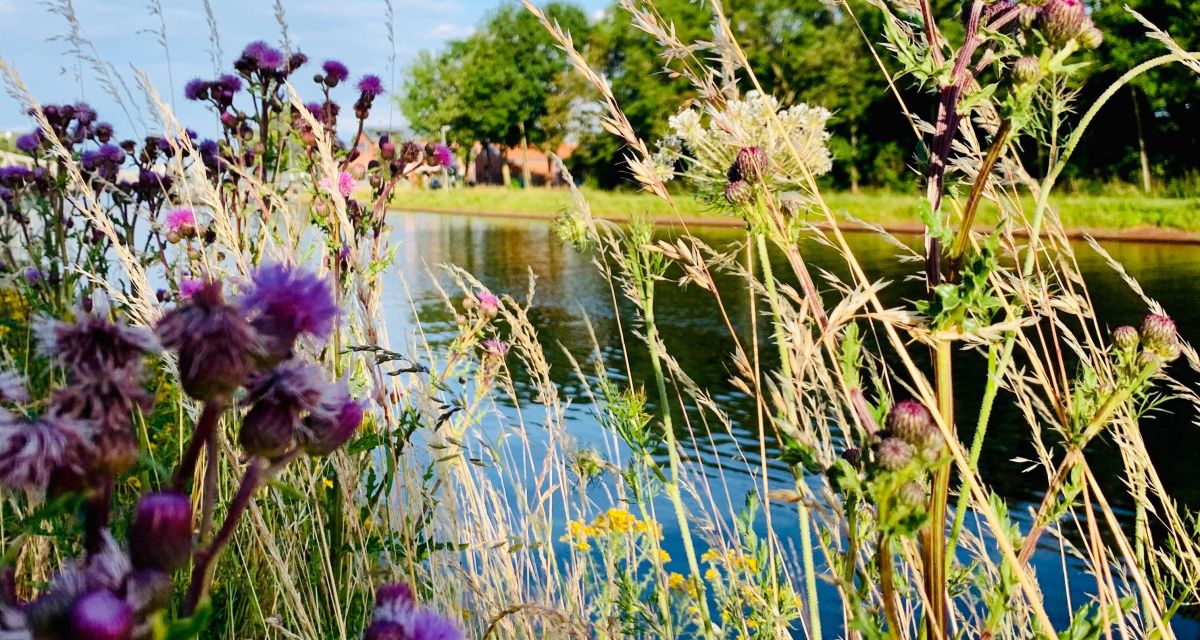 Blühende Gräser und Uferpflanzen an einem Flussufer
