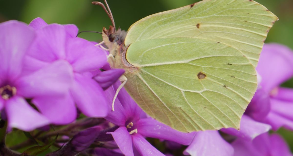 Zitronenfalter Schmetterling