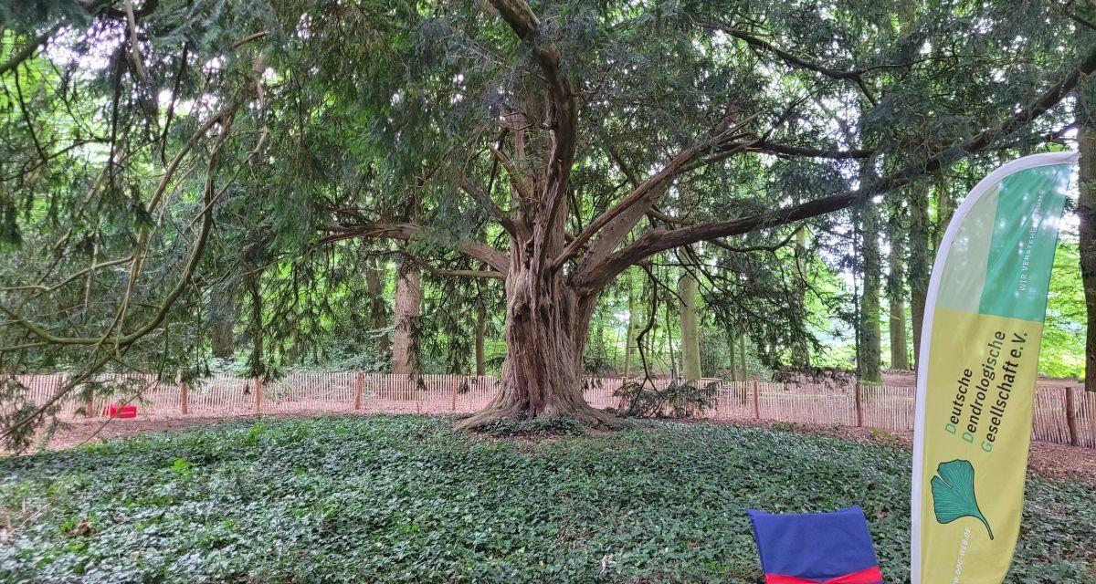 Waldeibe im Klosterpark Schortens