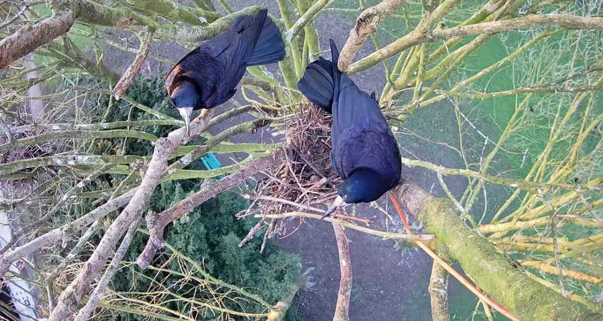 Zwei Saatkrähen nisten in einer Esche im Schlosspark Jever.