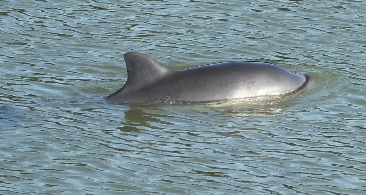 Programm für Schweinswaltage vorgestellt