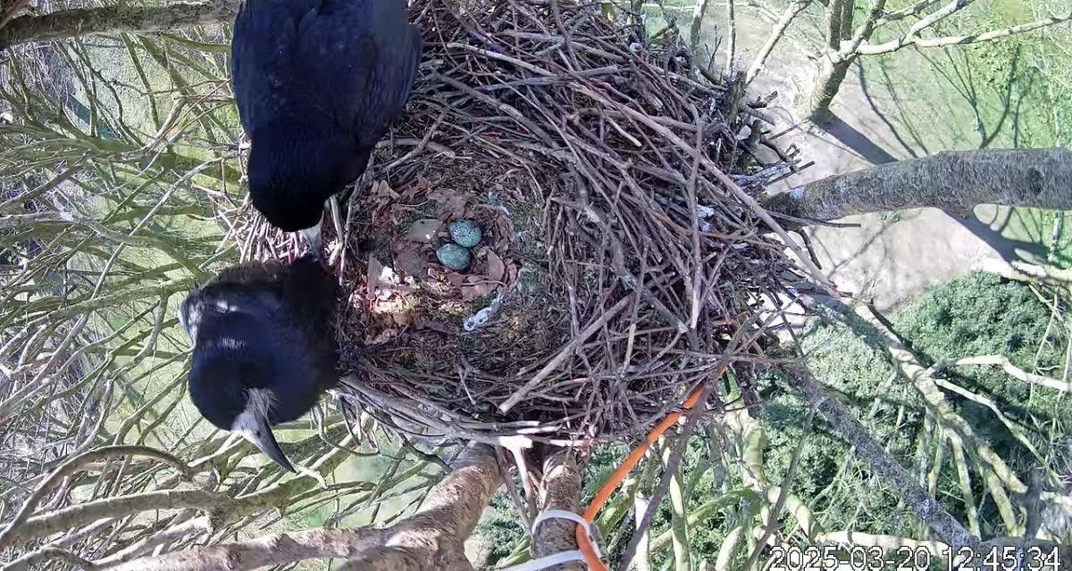 Die Saatkrähe Mathilde und ihr Partner brüten im Schlosspark in Jever im Jahr 2025 ihre Eier aus. Zu sehen sind in Draufsicht das Nest, zwei schwarze Saatkrähen und mehrere türkisfarbene Eier.