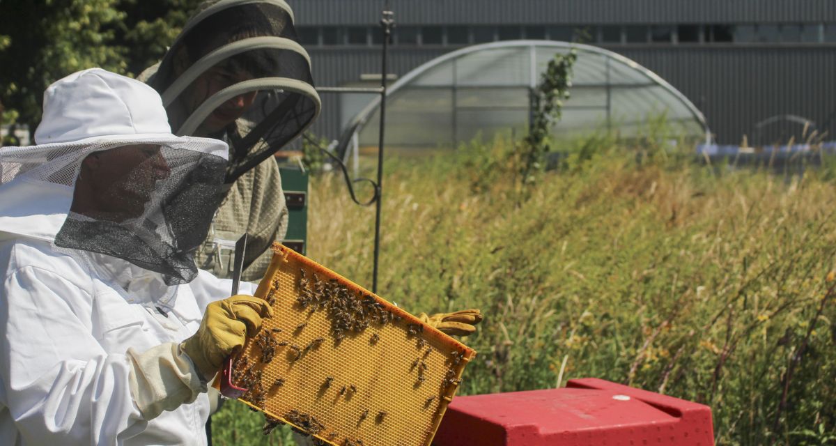 Bauerngarten BBV mit Blühwiese und Bienenstöcken