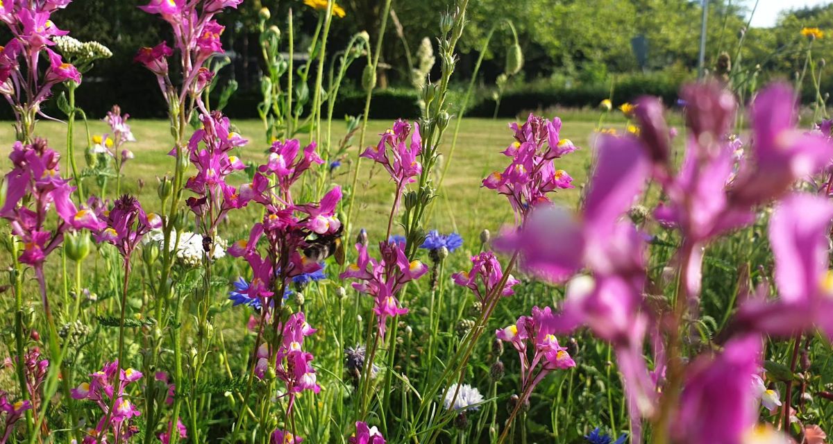 Zu sehen ist eine Blumenwiese. 