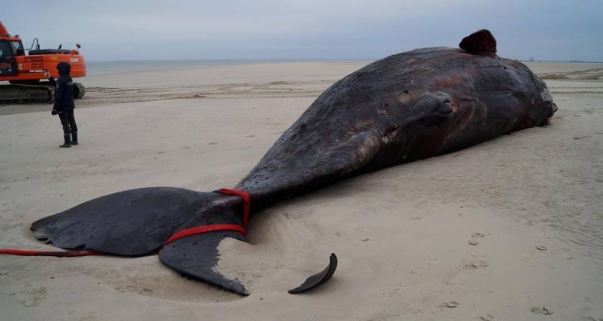 Die toten Pottwale werden am Jade-Weser-Port zerlegt