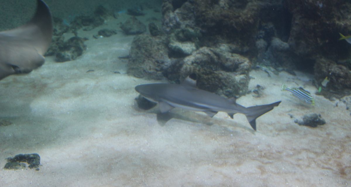 Erstes Wissenschafts-Fest am Wilhelmshavener Südstrand