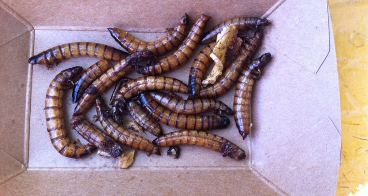 Käfer und Burger bei der Streetfood-Karawane