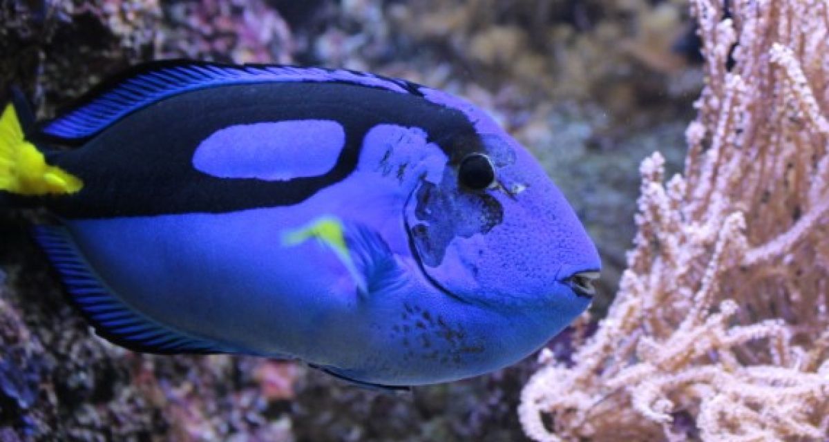 Korallenriff mit blauem Fisch (Dorie)