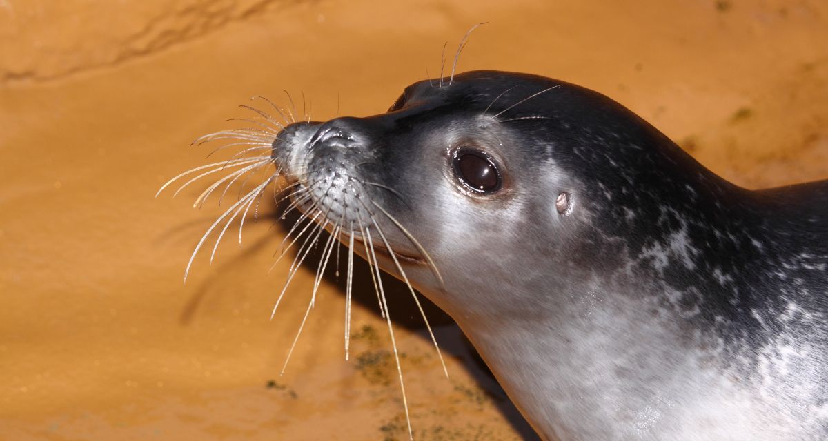 Zu sehen ist Seehund Piet. 