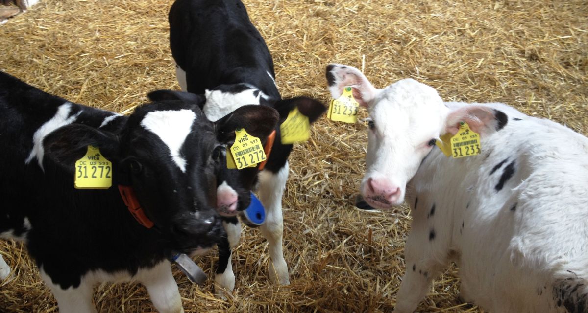 „Zwischen Kuhmist und Internet – Welche Chancen hat das Dorfleben?“ - Teil 8