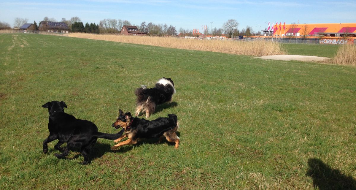 Neue Hundefreilauffläche in Wilhelmshaven