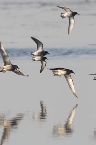 16. Zugvogeltage im Nationalpark Niedersächsisches Wattenmeer