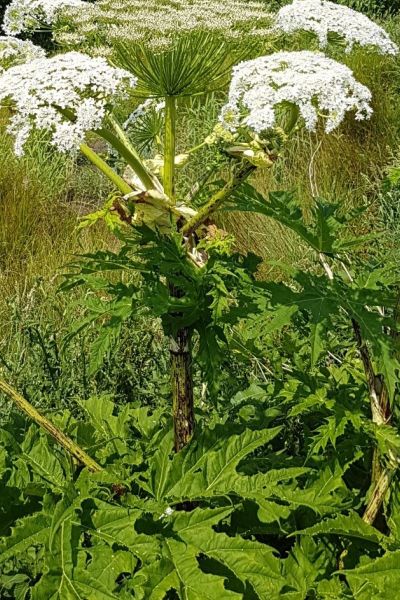 Naturschutzbehörde: Herkulesstauden meiden