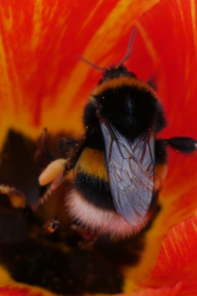 Naturschutzstiftung Friesland-Wittmund-Wilhelmshaven veranstaltet Tag der Biodiversität