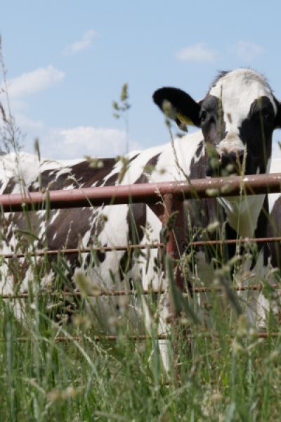 Arbeitsreiches Jahr 2023 fürs Veterinäramt Jade Weser