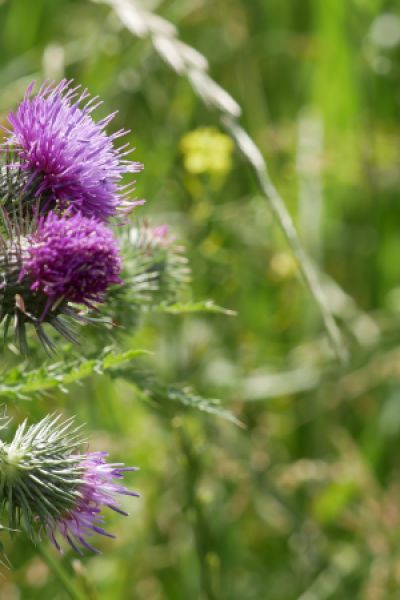 Naturschutzstiftung Friesland-Wittmund-Wilhelmshaven stellt 