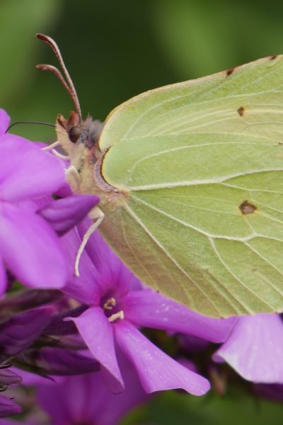 Naturkieker: Schmetterlinge